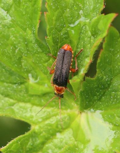Cantharis nigricans